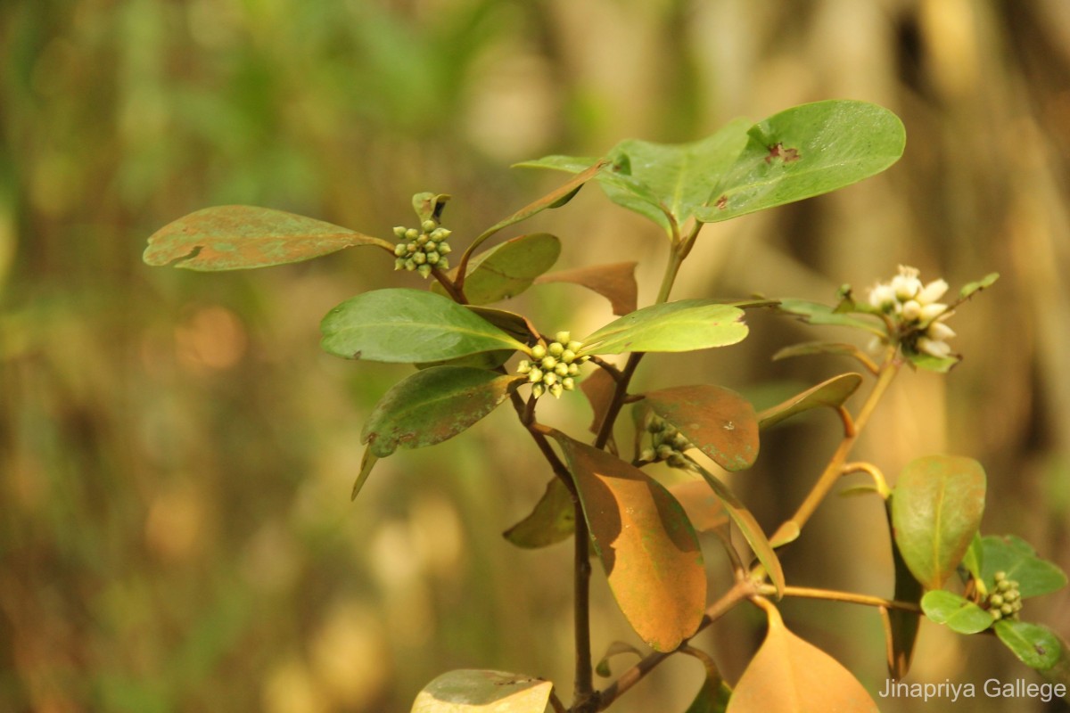 Aegiceras corniculatum (L.) Blanco